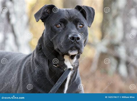 Black Pitbull Labrador Mixed Breed Dog Stock Image - Image of adoption ...