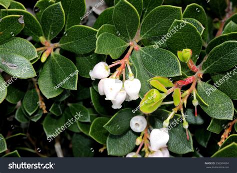 Image result for Windows 10 Pro PowerShell