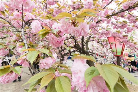 Image result for Weird Spring Facts