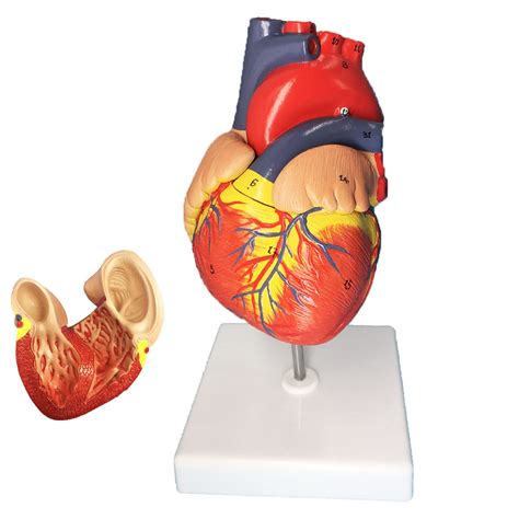 Veipho Heart Model Heart Model Anatomy With Stand Human Heart | Desertcart UNITED STATES - Vermomatanu M Anatomy