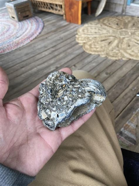 Image result for Clamshell Inside