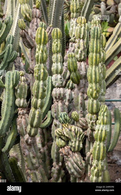Umdlebe Tree 的图像结果