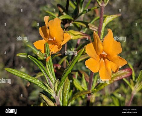 orange bush monkeyflower (Diplacus aurantiacus Stock Photo - Alamy