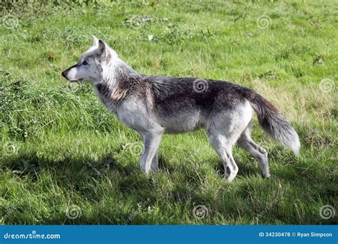 Wolf Side Profile Landscape Stock Photo - Image of hunting, ears: 34230478