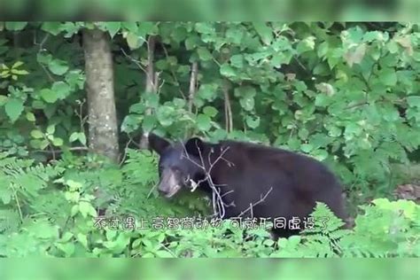 黑熊到农场发现一道电栅栏，开始挖坑，下一秒大家憋住别笑！_栅栏_挖坑_黑熊