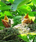 Image result for Crow Bird Nest