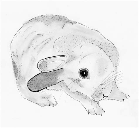 Image result for Rotating Head Rabbit