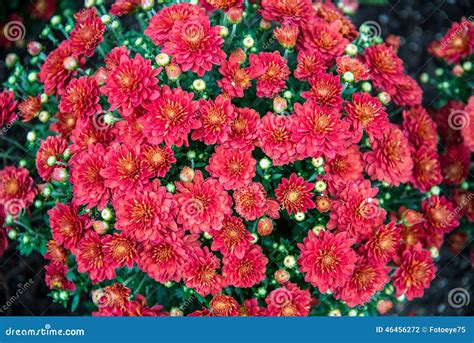 Healthy Red mums stock photo. Image of flowers, beauty - 46456272