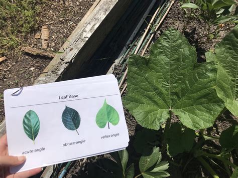 Leaf Classification - Rhyme and Reason Academy