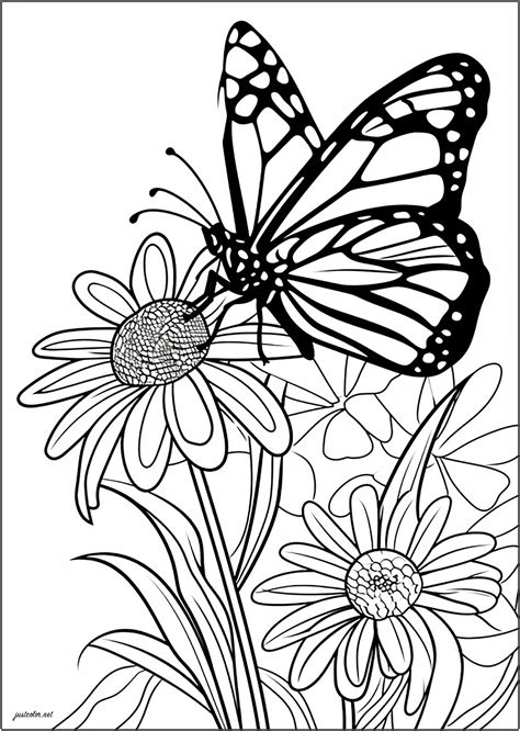 Butterfly Coloring Pages Youtube