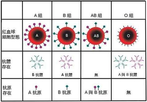 父母血型与孩子血型对照表 大人和孩子血型参照表 - 第一星座网