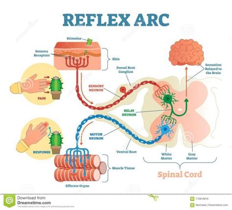Reflex Arc Anatomy