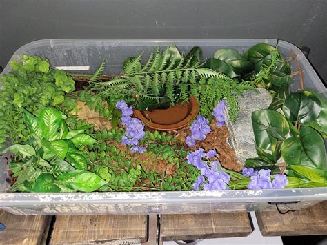 Cool Ball Python Setups 的图像结果