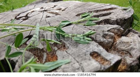 Image result for Log Top View Sprite