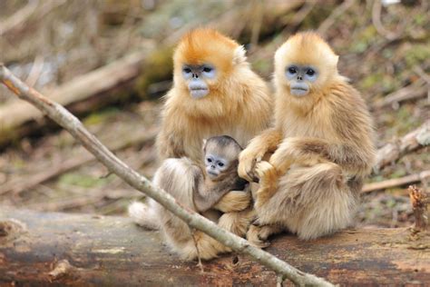 Four golden snub-nosed monkeys born in Shennongjia, Hubei - The people ...