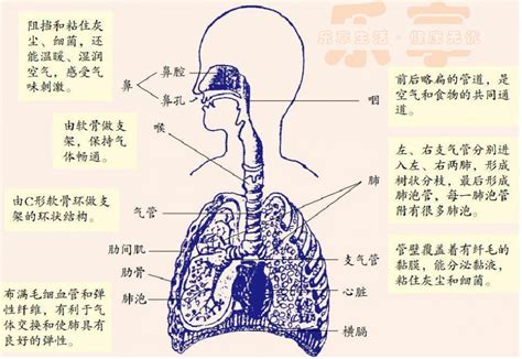 人體八大系統之「呼吸系統疾病的防與治」 - 壹讀