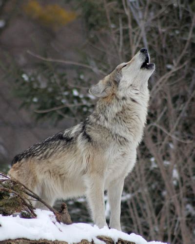 Wolves Howling Dead 的图像结果