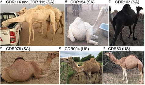 Mutation Evolution Examples 的图像结果