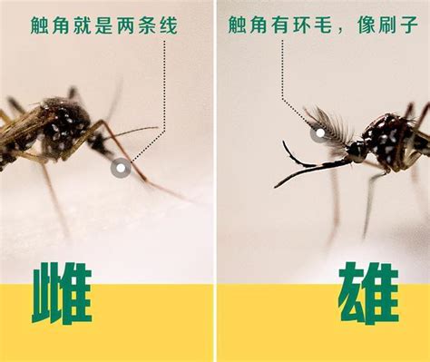 公蚊子和母蚊子的区别（公蚊子和母蚊子有什么区别）