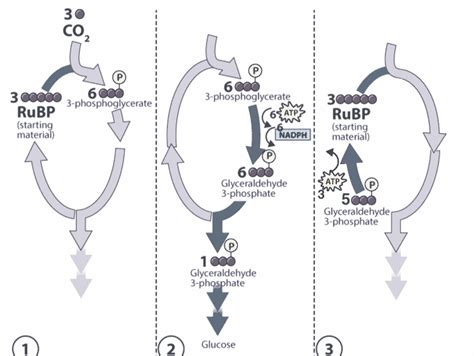 Photosynthesis - Definition, Process, and Diagrams