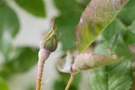 Rose Powdery Mildew Symptoms – Powdery Mildew Rose Treatment