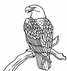 kinder malvorlagen adler ausmalbild wanderfalke 1ausmalbilder kinder malvorlagen adler ausmalbild wanderfalke 1ausmalbilder