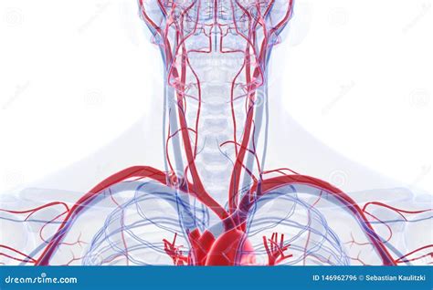 The Blood Vessels of the Neck Stock Illustration - Illustration of cardiovascular, atrium: 146962796