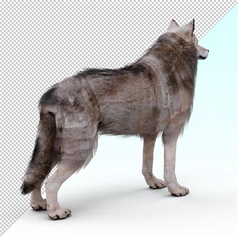 Page 6 | Pack wolves PSD, High Quality Free PSD Templates for Download ...