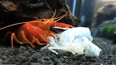 Crayfish Eating Snails