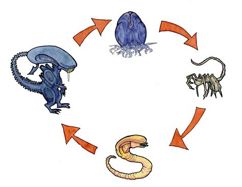 Image result for Alien Xenomorph Life Cycle