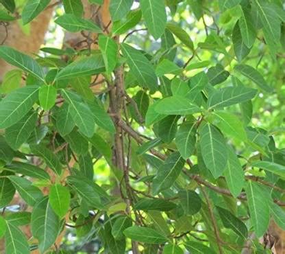 Getflix Gular/Cluster Fig Plant Price in India - Buy Getflix Gular ...