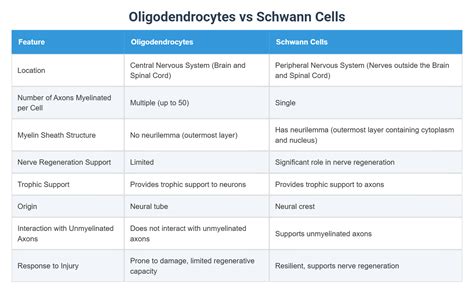 Oligodendrocytes vs Schwann Cells