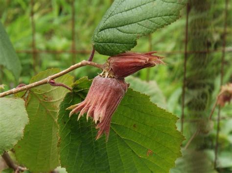Corylus avellana (Moscow #2) - European hazel (Moscow #2), European ...