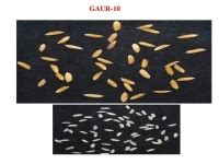 Early and Medium slender grain type