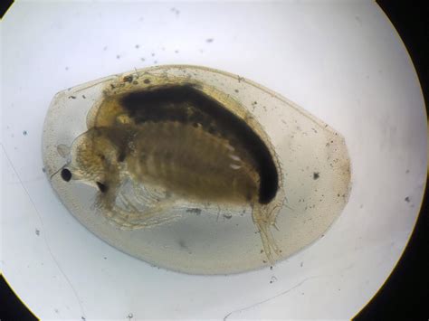 Agassiz’s Clam Shrimp | Mass.gov