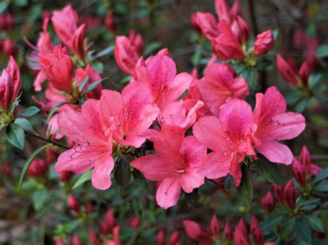 Azalea Bushes That Bloom All Year: A Complete Guide