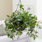 Image result for How to Care for Wandering Jew Plant