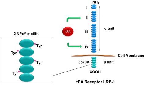 tPA and NF-kB Signaling in Renal Inflammation | Encyclopedia MDPI