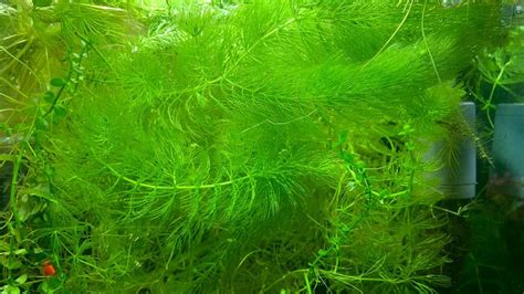 Hornwort Aquarium Plant Live|Aqua Space Hornwort Aquarium Plants Live ...