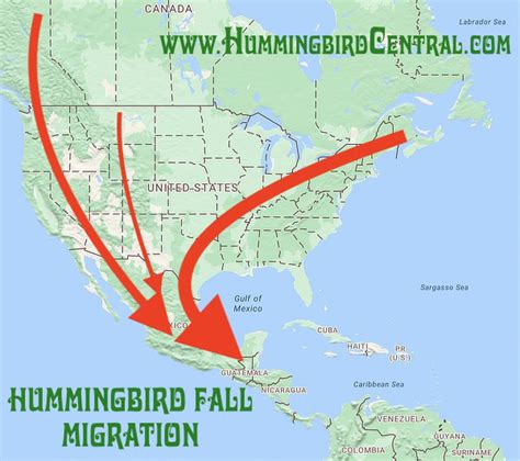 Image result for Hummingbird Return Map
