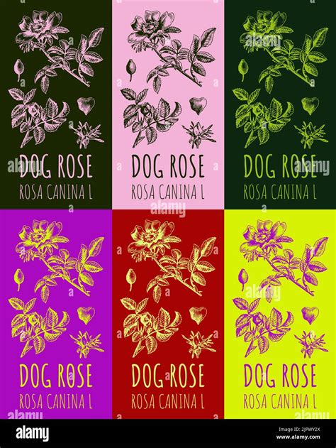 Set of vector drawing dog rose hips in various colors. Hand drawn ...