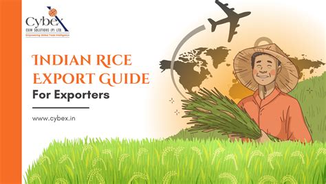 Rice exports of India in FY 2024-2025: HS Codes, Top Markets