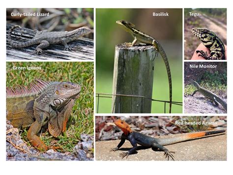 Image result for Lizard CPR