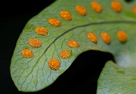 Image result for Fern Reproduction Cycle