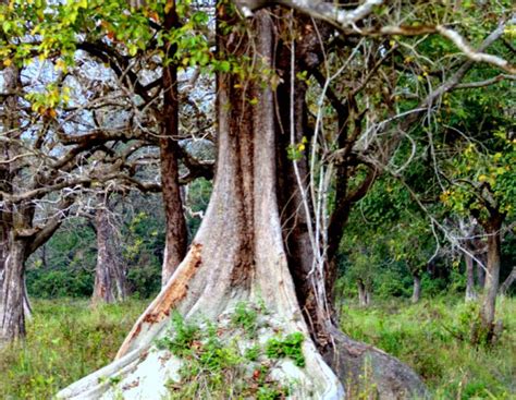 Parts of trees: The stem and roots - Forestry Coaching-IFoS ACF AFO FRI ...
