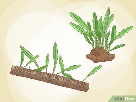 Image result for How to Glue Java Fern to Rocks