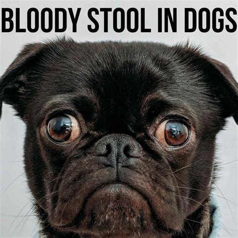 Why Does My Puppy Poop Smell So Bad