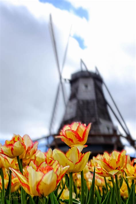 Tulip Time in Pella, Iowa. The Tulip Festival is May 2 - 4, 2019. : r/pics
