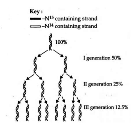 E.coli cells having DNA radio labelled with 15N were placed in culture ...