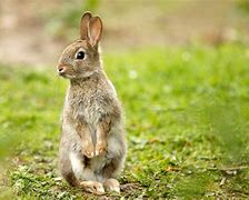 Image result for What to Feed Wild Rabbits